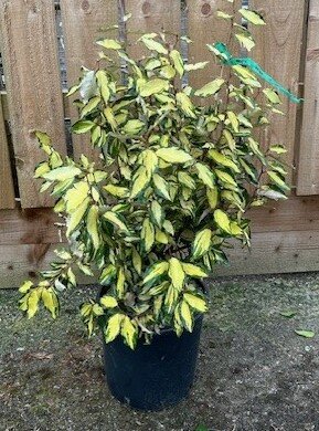 Elaeagnus X Ebbingei Maryline® - 9L - 0.9m - image 2