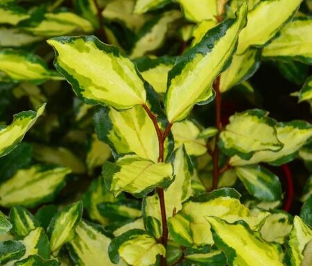 Elaeagnus X Ebbingei Maryline® - 9L - 80cm