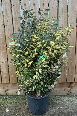 Elaeagnus X Ebbingei Vivileg 18L