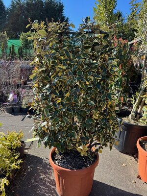 Elaeagnus X Ebbingei Vivileg - 18L on full metal frame 90x50cm