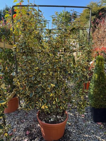 Elaeagnus X Ebbingei Vivileg - 45L on full metal frame 140x100cm