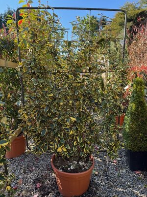 Elaeagnus X Ebbingei Vivileg - 45L on full metal frame 140x100cm