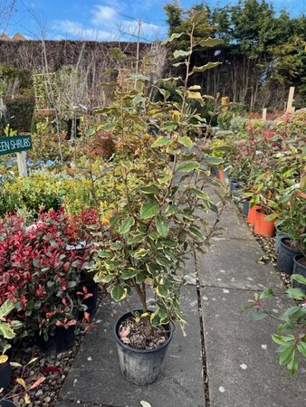 Elaeagnus X Ebbingei Vivileg(R) 10L