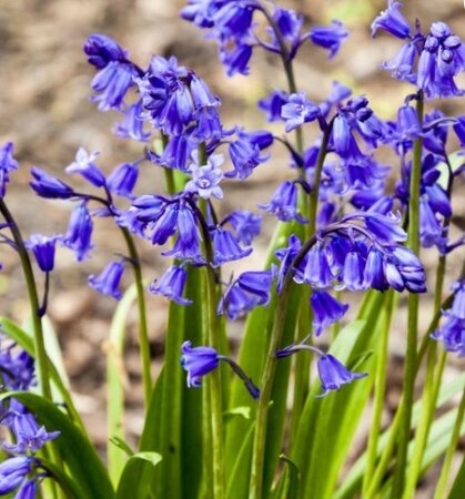 English Bluebells - (potted/in the green)