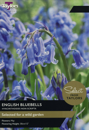 English Grown Bluebells