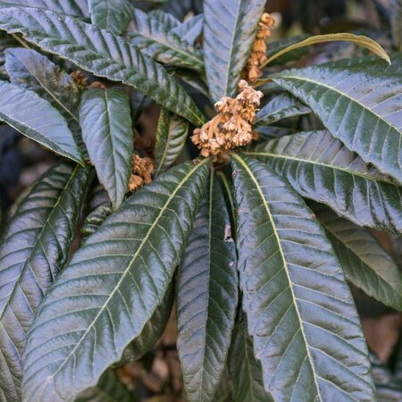 Eriobotrya Coppertone (Loquat)  - Half Std.  - 25L - 100cm clear stem