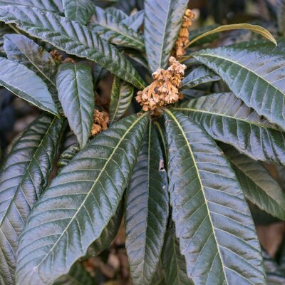 Eriobotrya Coppertone (Loquat)  - Half Std.  - 25L - 100cm clear stem