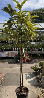 Eriobotrya Japonica (Loquat)  - 18L - 1/2 std