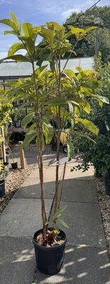 Eriobotrya Japonica (Loquat) - 18L