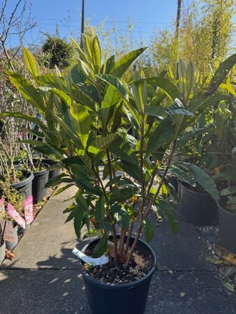 Eriobotrya Japonica (Loquat)  - 18L - image 1
