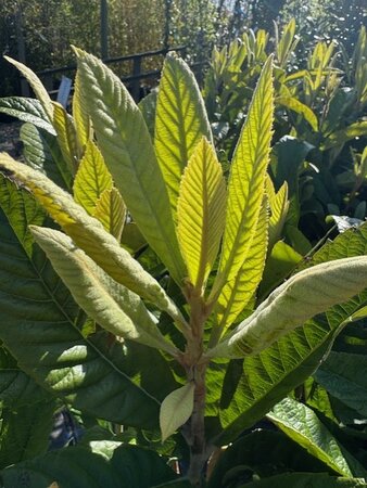 Eriobotrya Japonica (Loquat)  - 18L - image 2