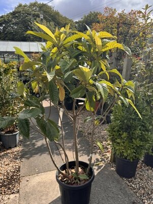 Eriobotrya Japonica (Loquat)  - 30L