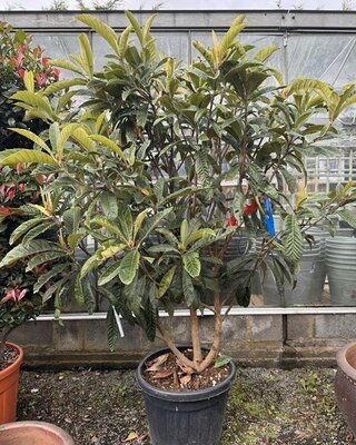 Eriobotrya Japonica (Loquat) - 70L