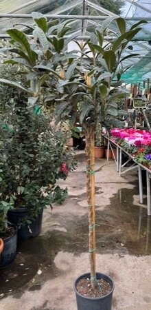 Eriobotrya Japonica (Loquat) - 9L - 1/2 std