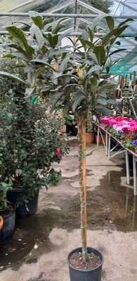 Eriobotrya Japonica (Loquat)  - 9L - 1/2 std