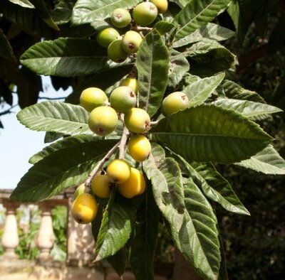 Eriobotrya Japonica (Loquat)  - Half Std.  - 45L - 1.5m
