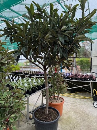 Eriobotrya Japonica (Loquat)  - Half Std. 70L