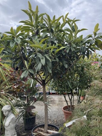 Eriobotrya Japonica (Loquat)  - Half Std. 70L