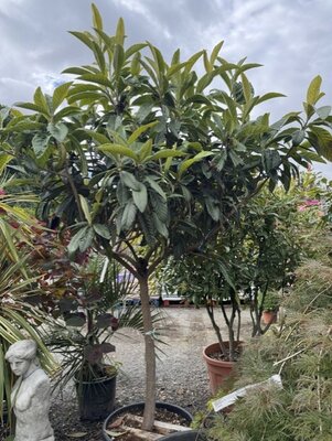 Eriobotrya Japonica (Loquat) - Half Std. 70L