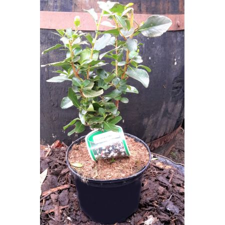 Escallonia Iveyi 2L