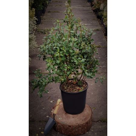 Escallonia Iveyi - 9L