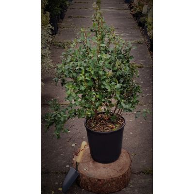 Escallonia Iveyi - 9L