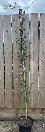 Eucalyptus Gunnii  5L