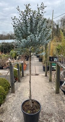 Eucalyptus Gunnii Azura 1/2 Std 15L