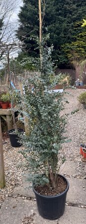 Eucalyptus Gunnii Azura®  20L