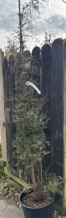 Eucalyptus Gunnii France Bleu 20L - image 1