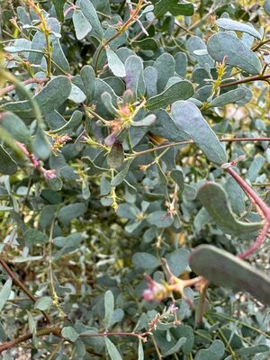 Eucalyptus Gunnii France Bleu 20L - image 2