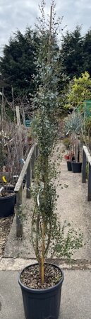 Eucalyptus Gunnii Silveriana 20L - image 1