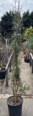 Eucalyptus Gunnii Silveriana 25L