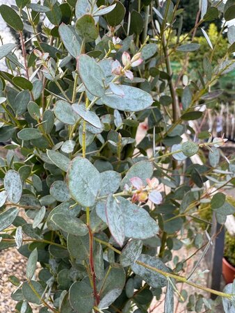 Eucalyptus Gunnii Silveriana 25L - image 2