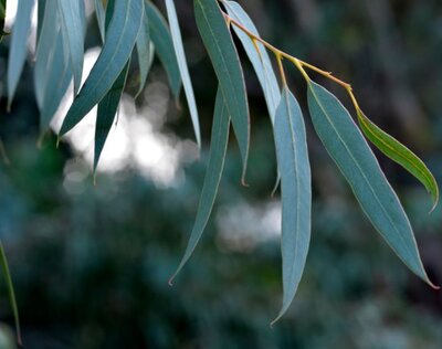 Eucalyptus Rostrata - 50L - 2.75m