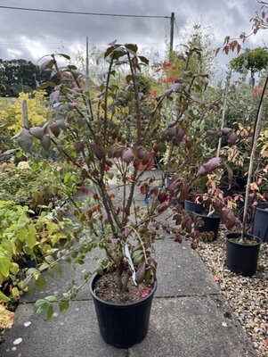 Euonymus Alatus 18L
