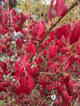 Euonymus Alatus 18L - image 2