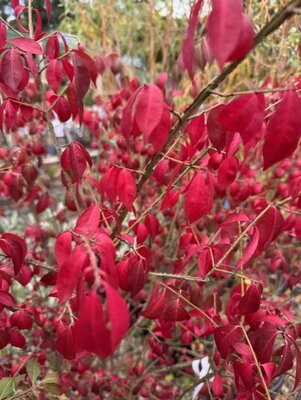 Euonymus Alatus 18L - image 2