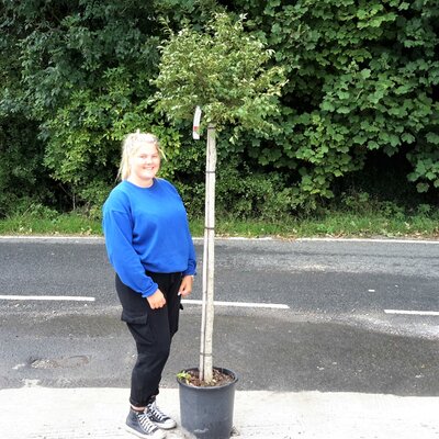 Euonymus Alatus - 25L - 3/4 Std -150cm clear stem