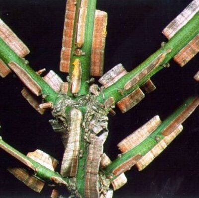 Euonymus Alatus - 25L - 3/4 Std -150cm clear stem - image 2