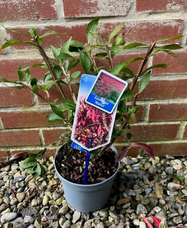 Euonymus Alatus - 2L - image 1