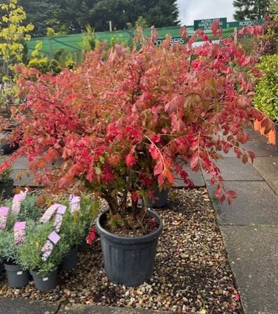 Euonymus Alatus - 30L