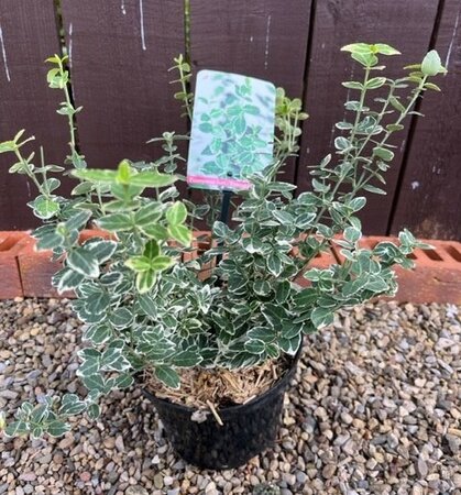 Euonymus fortunei 'Emerald 'n Gaiety' 2L