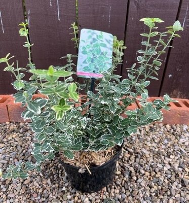 Euonymus fortunei 'Emerald 'n Gaiety' 2L