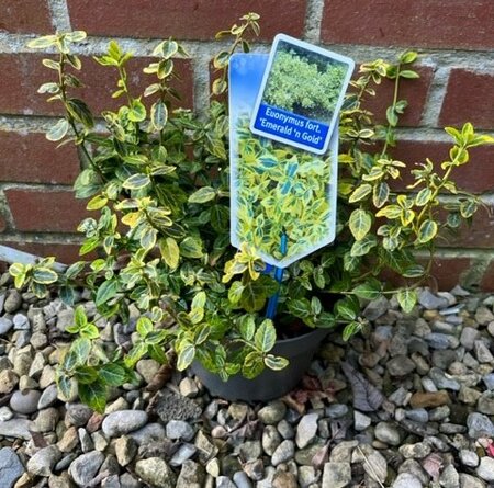 Euonymus fortunei 'Emerald 'n Gold' 2L