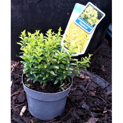 Euonymus fortunei 'Happiness' 2L