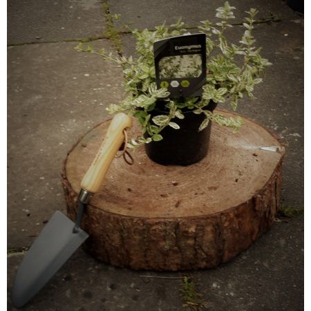 Euonymus Harlequin 1.5L