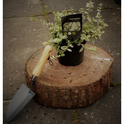 Euonymus Harlequin 1.5L