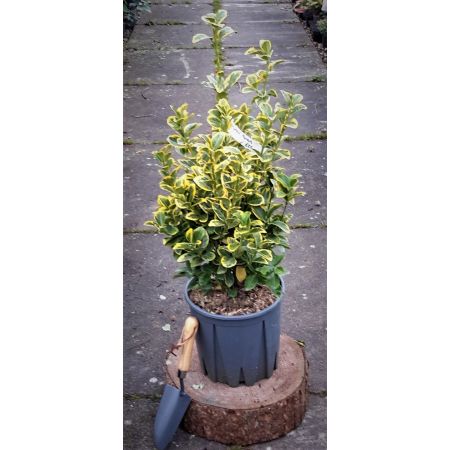 Euonymus Jap.Aureopictus (Livornese) - 0.6m