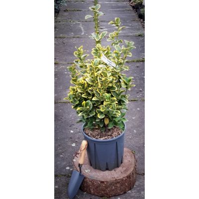 Euonymus Jap.Aureopictus (Livornese) - 0.6m